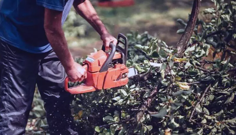 cutting-bush-with-a-chainsaw.jpg